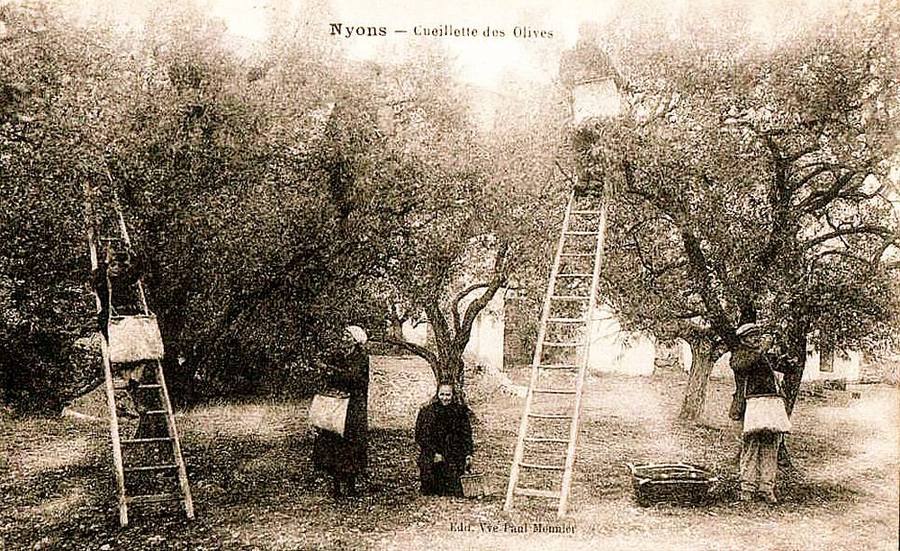 Carte postale ancienne : cueillette des olives à Nyons, des cueilleurs sur des échelles avec un panier à la taille