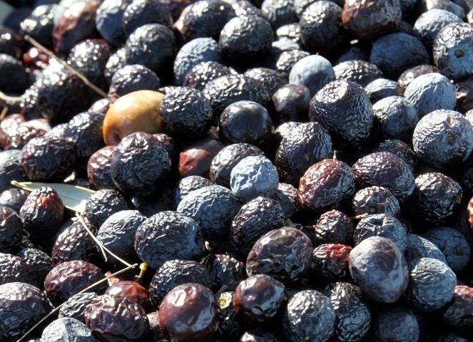 Olives de la variété Tanche, noires et ridées