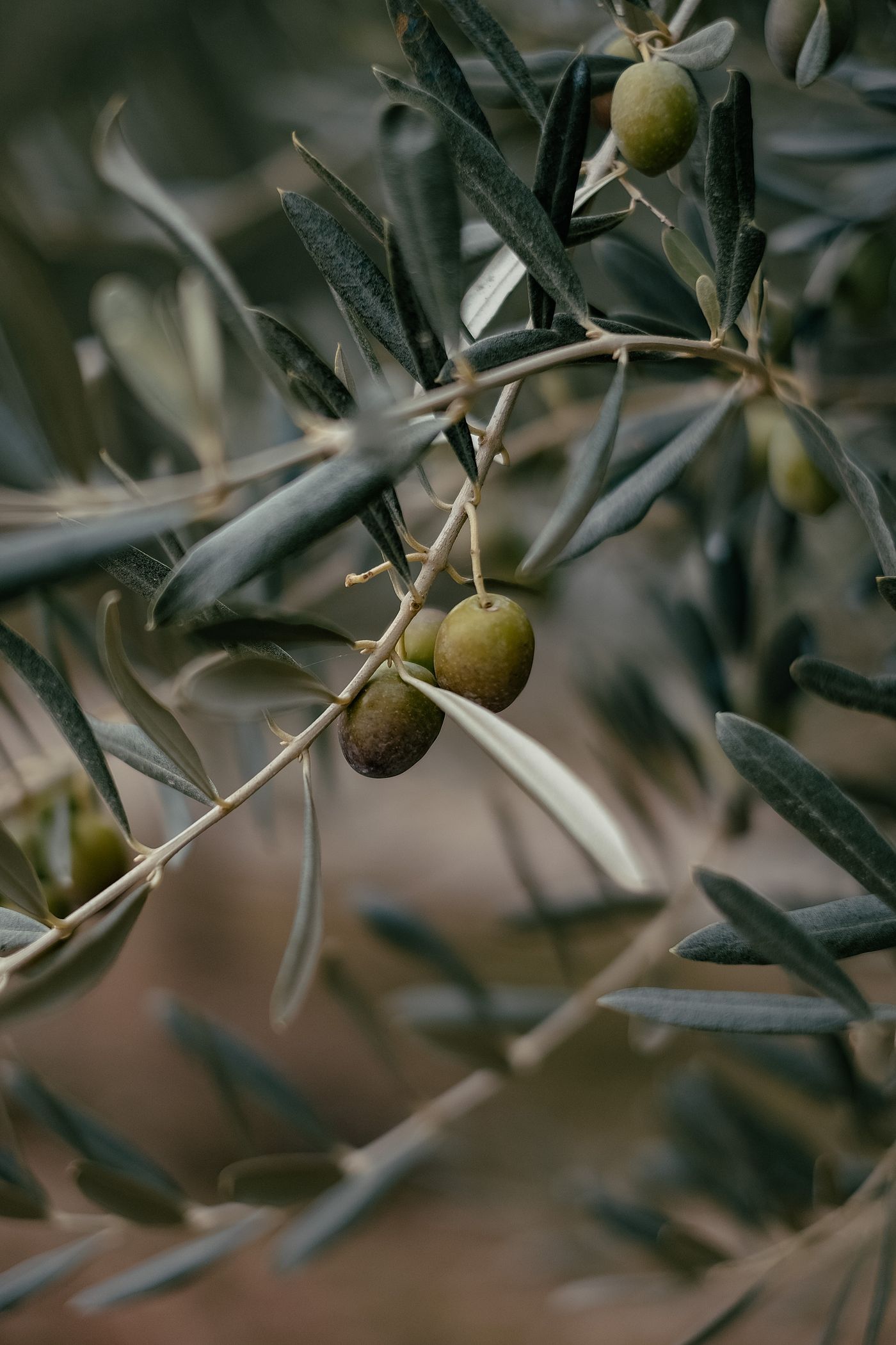 Olives Tanche sur branche